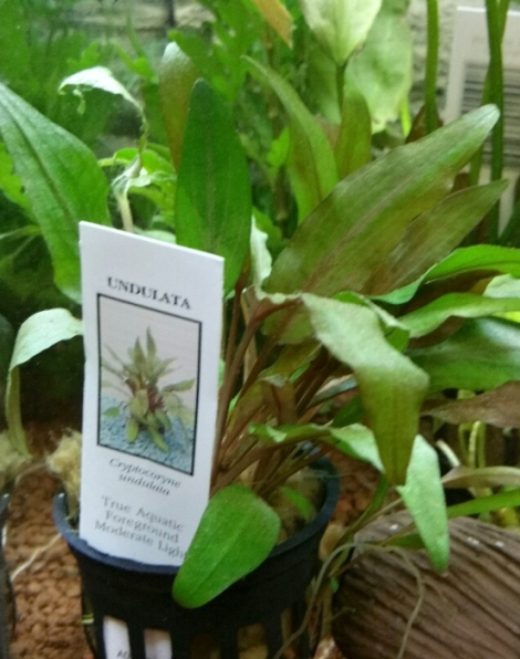 Cryptocoryne undulata - potted