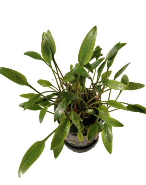 Cryptocoryne walkeri lutea - potted