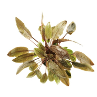 Cryptocoryne wendtii Tropica - potted