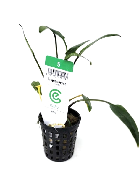 Cryptocoryne nevilli - potted