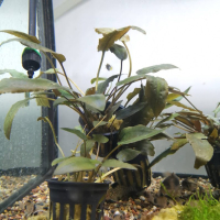 Cryptocoryne wendtii - potted
