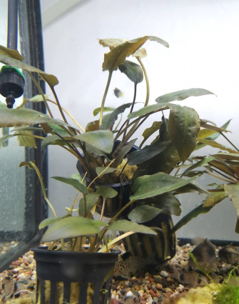 Cryptocoryne wendtii - potted