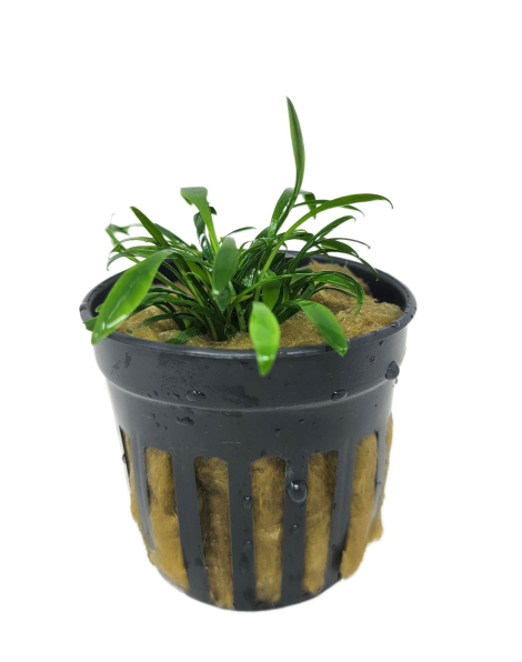 Cryptocoryne parva - potted