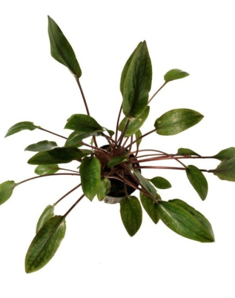 Cryptocoryne beckettii - potted