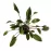 Cryptocoryne beckettii - potted