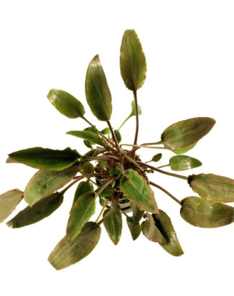 Cryptocoryne walkeri - potted
