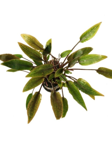 Cryptocoryne wendtii 'Mi Oya' - potted