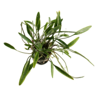 Cryptocoryne willisii - potted