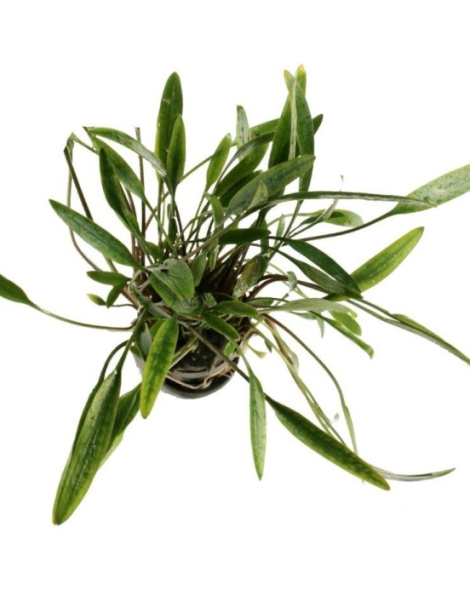 Cryptocoryne willisii - potted