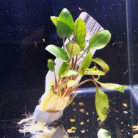 Cryptocoryne bullosa - potted