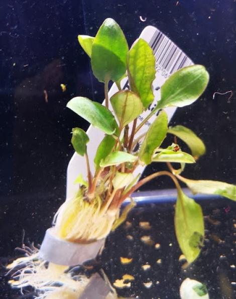 Cryptocoryne bullosa - potted