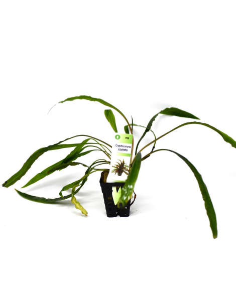 Cryptocoryne costata - potted