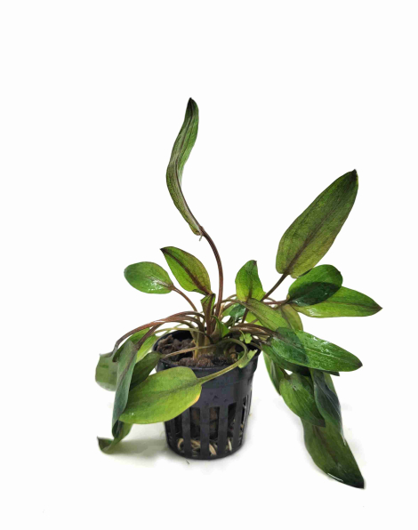 Cryptocoryne florida sunset - potted