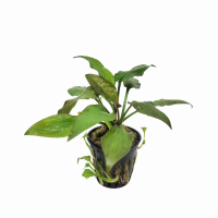 Cryptocoryne pontederiifolia  - potted