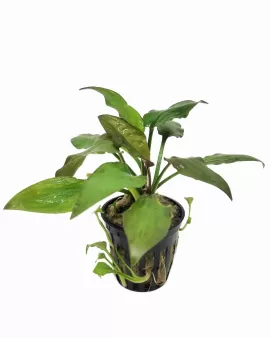 Cryptocoryne pontederiifolia  - potted