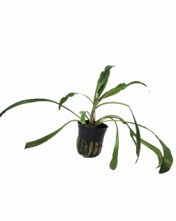 Cryptocoryne spiralis - potted