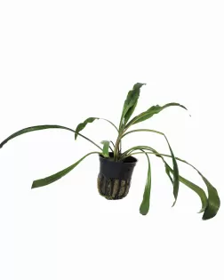 Cryptocoryne spiralis - potted