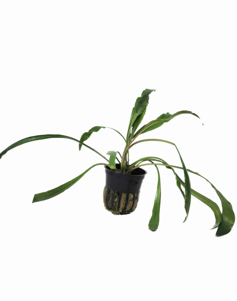 Cryptocoryne spiralis - potted