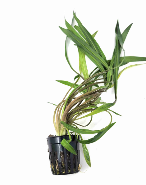 Cryptocoryne spiralis tiger - potted