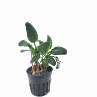 Cryptocoryne undulata red - potted