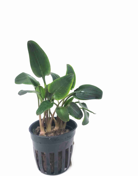 Cryptocoryne undulata red - potted