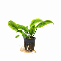 Cryptocoryne wendtii 'Broad Leaf' - potted