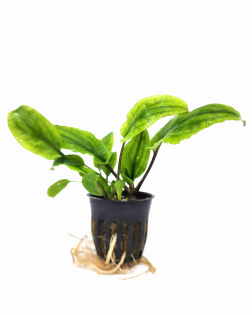 Cryptocoryne wendtii 'Broad Leaf' - potted
