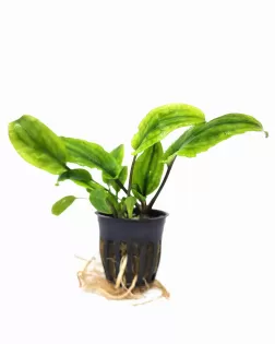 Cryptocoryne wendtii 'Broad Leaf' - potted