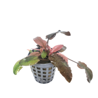 Cryptocoryne flamingo - potted