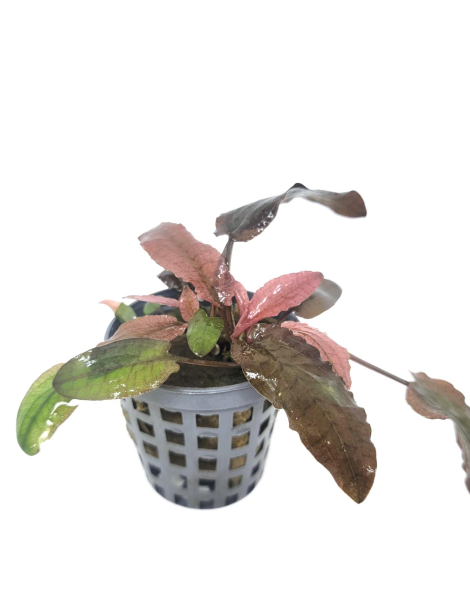 Cryptocoryne flamingo - potted