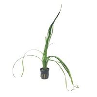 Cyperus helferi - potted