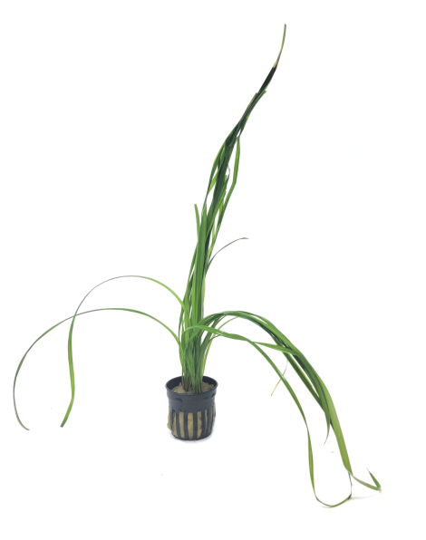 Cyperus helferi - potted