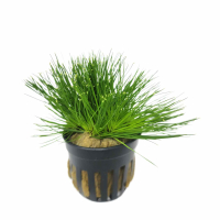 Cyperus haspan - potted
