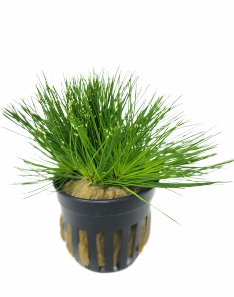 Cyperus haspan - potted