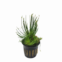Cyperus papyrus - potted