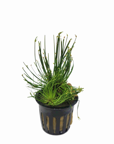 Cyperus papyrus - potted