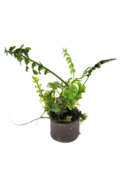 Dark Spleenwort Fern (Hymenasplenium obscurum)