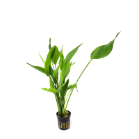 Echinodorus americanus - potted