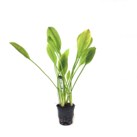 Echinodorus bleheri (Amazon Sword) - potted