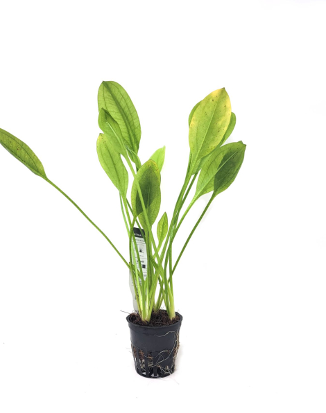 Echinodorus bleheri (Amazon Sword) - potted