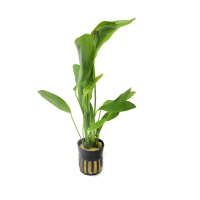 Echinodorus jaguar - potted