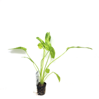 Echinodorus Marble Queen - potted