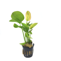 Echinodorus 'Osiris Rubra' - potted