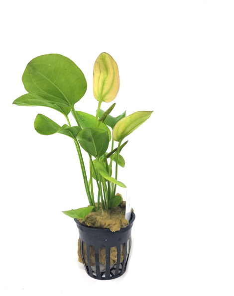 Echinodorus 'Osiris Rubra' - potted