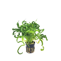 Helanthium bolivianum 'Vesuvius' - potted