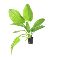 Echinodorus palaefolius - potted