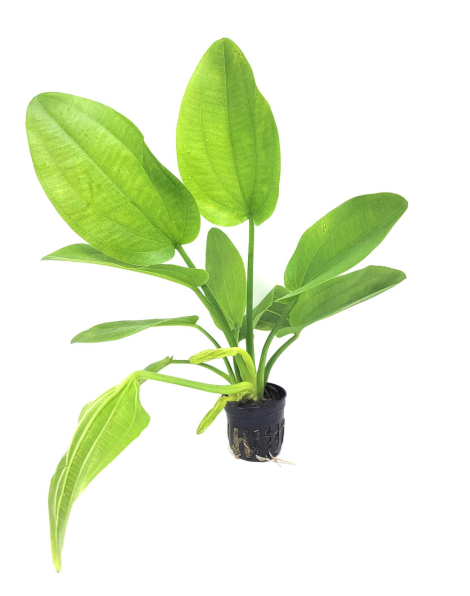 Echinodorus palaefolius - potted