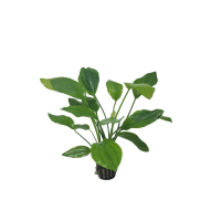 Echinodorus argentinensis - potted