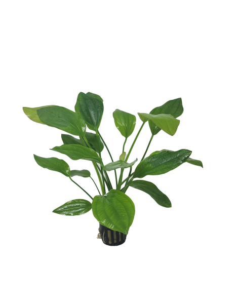 Echinodorus argentinensis - potted