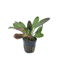 Echinodorus Red Flame - potted